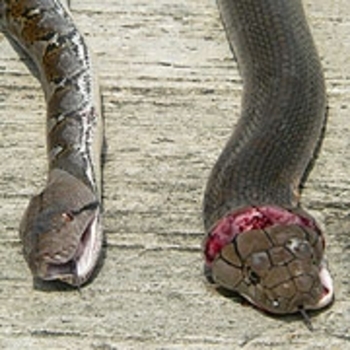 Snake1